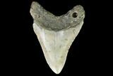 Fossil Megalodon Tooth - North Carolina #99860-2
